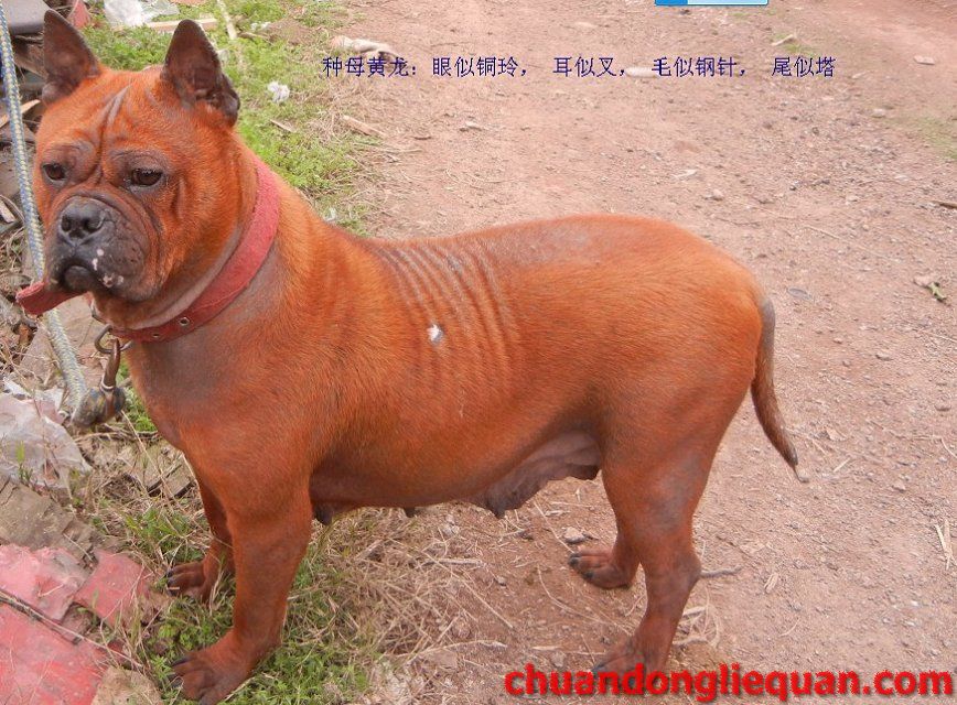 川东猎犬（重庆犬） Chinese chongqingdog 23