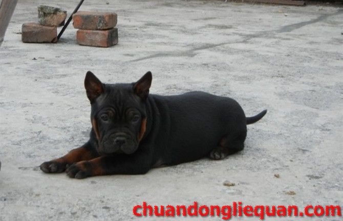 川东猎犬（重庆犬） Chinese chongqingdog  64