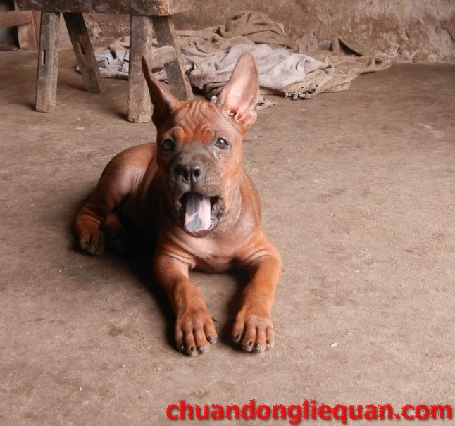 川东猎犬（重庆犬） Chinese chongqingdog  76