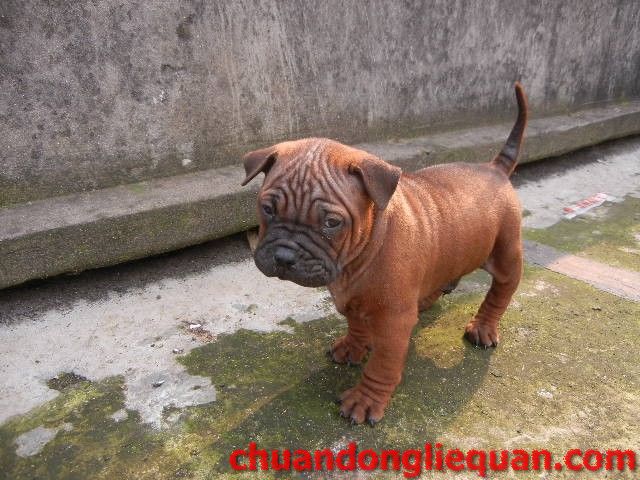 川东猎犬（重庆犬） Chinese chongqingdog  83