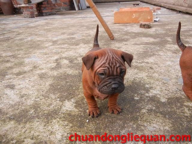 川东猎犬（重庆犬） Chinese chongqingdog  85