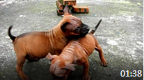  2011年11月06日（重庆犬Chongqing Dog）打架嬉戏