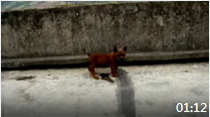 2012年03月28日（重庆犬Chongqing Dog）四只小犬