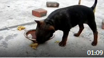 2012年04月22日（重庆犬Chongqing Dog）黑色小川东猎犬