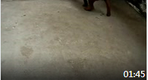 2012年05月02日（重庆犬Chongqing Dog）小母一号
