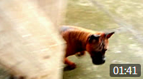 2014年01月18日川东猎犬（重庆犬ChongqingDog）半岁