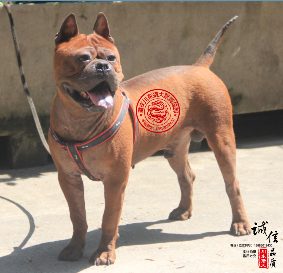 川东猎犬图片，中国昆仑山脉犬