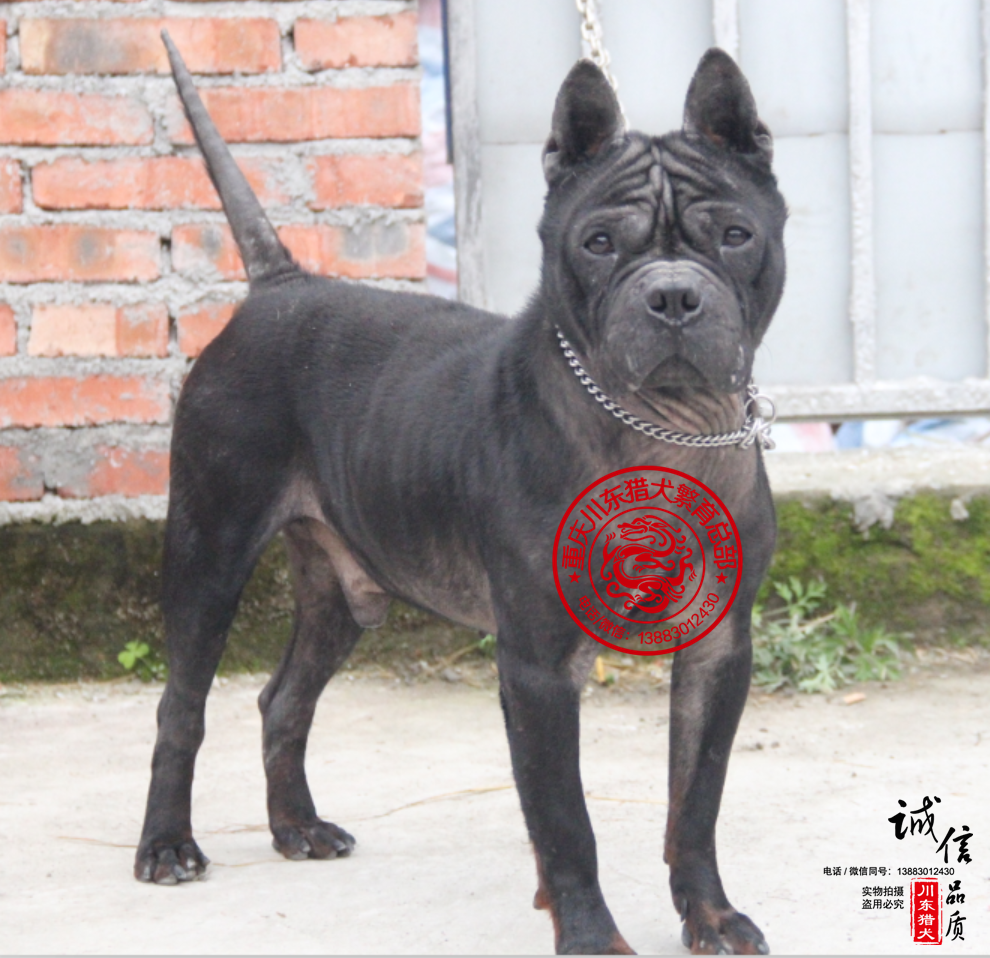 重庆猛犬俱乐部，川东猎犬部落，川东猎犬交流网